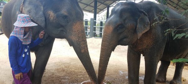 Creating Enrichments for the Elephants