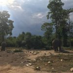 elephants while in Bangkok study abroad program