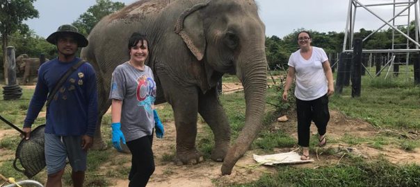 elephant