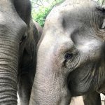 elephants while on study abroad program