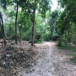 jungle in Bangkok study abroad program