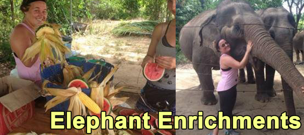 elephant enrichments