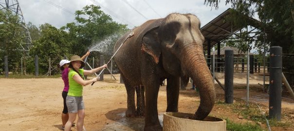 bathing the elephants