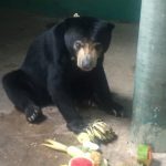 study abroad program bear
