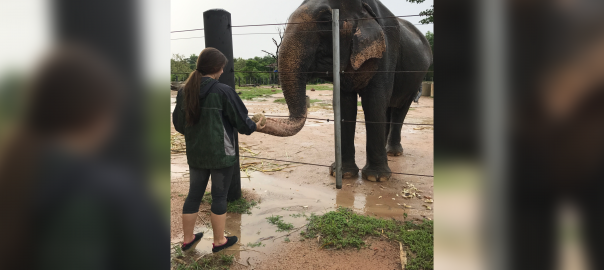Elephant Experience