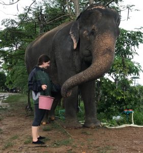 Elephant Experience