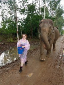 Feeding the elephants