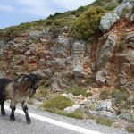 goat walking in Greece