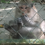 study abroad program monkey