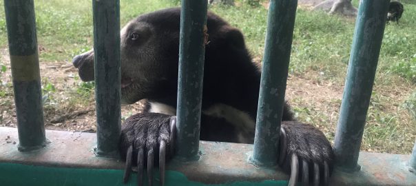 bears