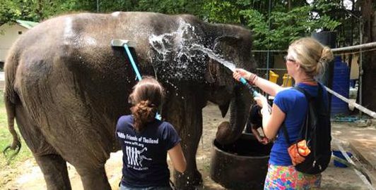 walking elephants