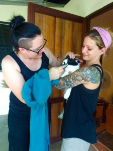 domestic animals
