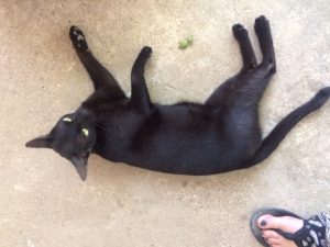 domestic animals