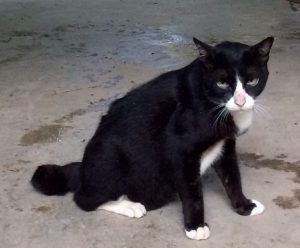 domestic animals