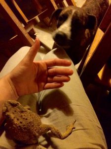 domestic animals