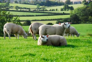 Study Abroad Animal Science Program In Ireland and Scotland!