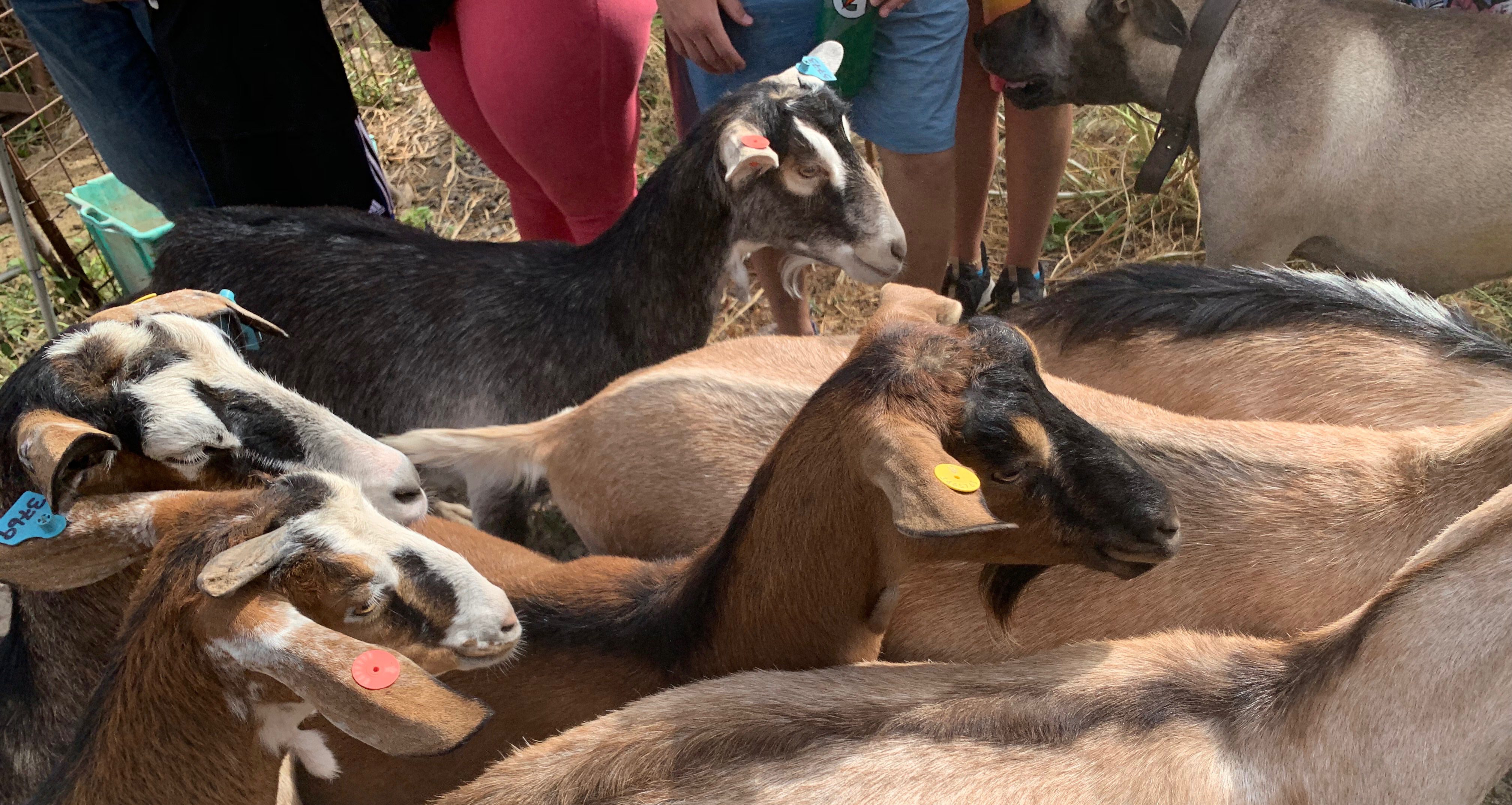 SPC student visits goat farm, eats kosher during study in Israel