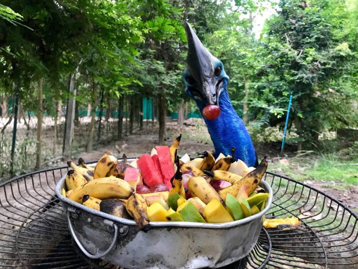 feeding a bird study abroad program