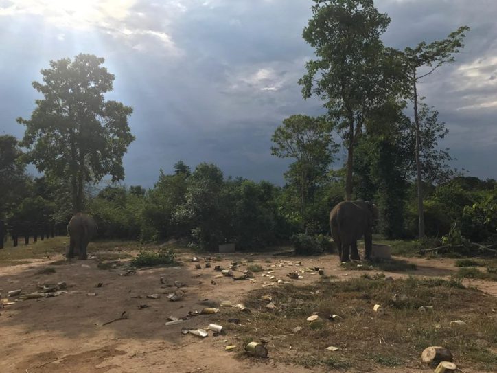 elephants while in Bangkok study abroad program