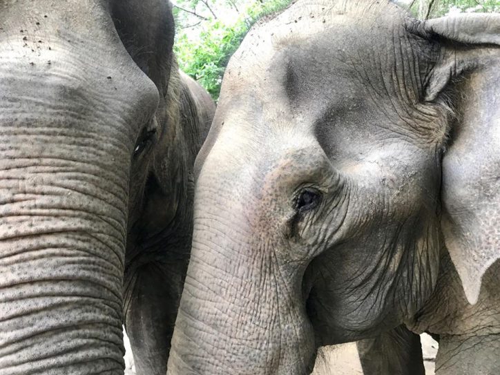 elephants while on study abroad program