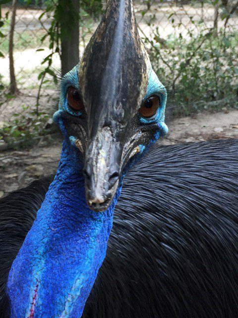 bird study abroad program