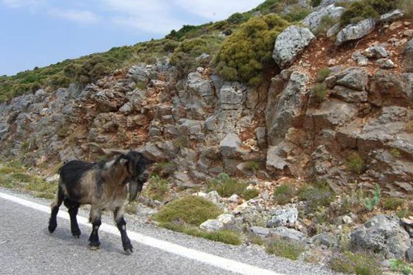 goat walking in Greece