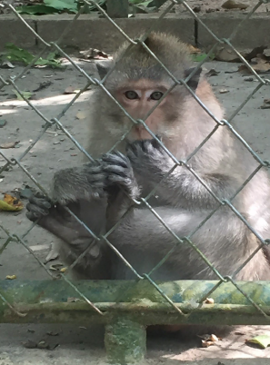 study abroad program monkey