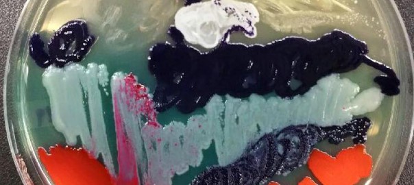 Art made with pigment bacteria