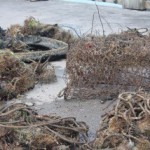 Junk pulled from the water in reef cleanup