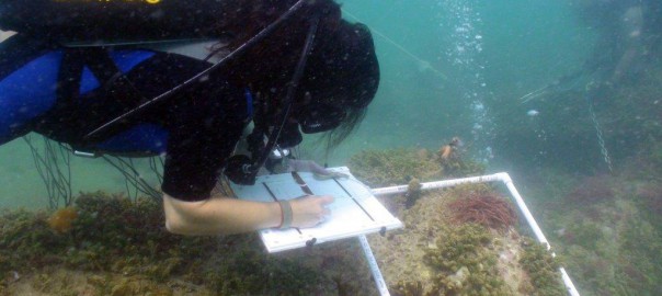A marine science student works on SPC's reef monitoring project.