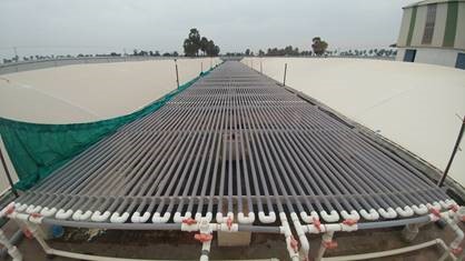 algae in fuel production