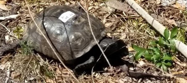 gopher tortoise