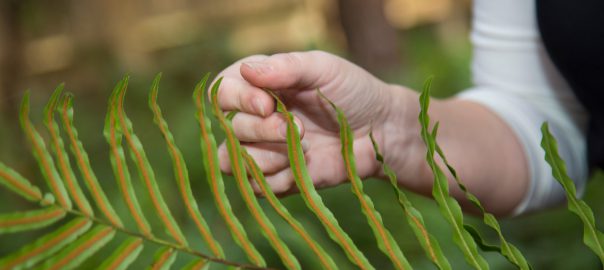 environmental science student holds large fern frond