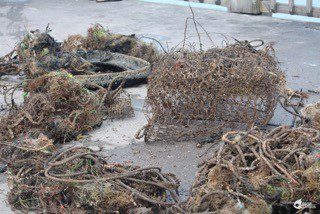 Junk pulled from the water in reef cleanup